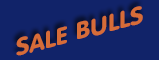 Sale Bulls