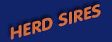 Herd Sires